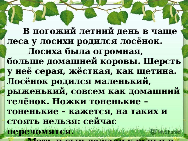  В погожий летний день в чаще леса у лосихи родился лосёнок.  Лосиха была огромная, больше домашней коровы. Шерсть у неё серая, жёсткая, как щетина. Лосёнок родился маленький, рыженький, совсем как домашний телёнок. Ножки тоненькие – тоненькие – кажется, на таких и стоять нельзя: сейчас переломятся.  Мать и сын лежали у ручья в густых ольховых зарослях.  Г. Скребицкий 
