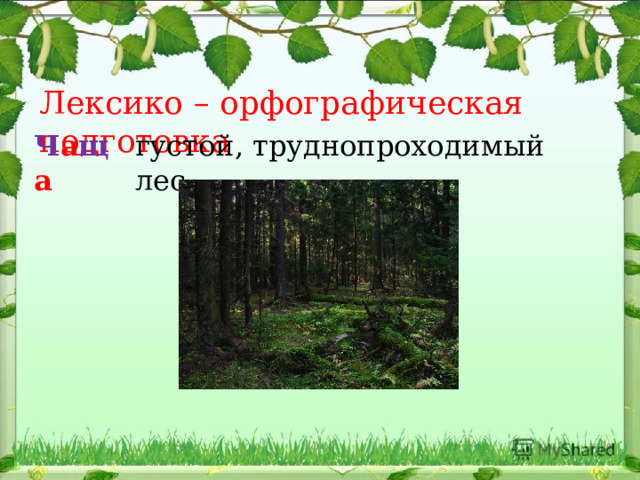 Лексико – орфографическая подготовка Ч а щ а  густой, труднопроходимый лес. 