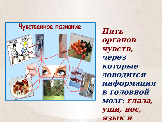 Пять органов чувств, через которые доводится информация в головной мозг: глаза, уши, нос, язык и кожа. 
