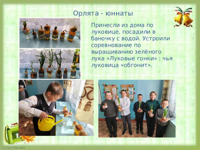 Орлята - юннаты Принесли из дома по луковице, посадили в баночку с водой. Устроили соревнование по выращиванию зелёного лука «Луковые гонки» : чья луковица «обгонит». 