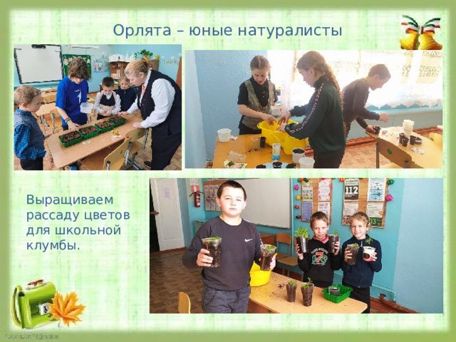 Орлята – юные натуралисты Выращиваем рассаду цветов для школьной клумбы. 