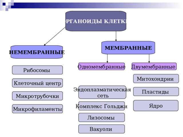 Ядро ОРГАНОИДЫ КЛЕТКИ МЕМБРАННЫЕ НЕМЕМБРАННЫЕ Одномембранные Двумембранные Рибосомы Митохондрии Клеточный центр Эндоплазматическая  сеть Пластиды  Микротрубочки Комплекс Гольджи Микрофиламенты Лизосомы  Вакуоли   