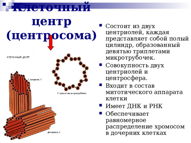 Клеточный центр (центросома) Состоит из двух центриолей, каждая представляет собой полый цилиндр, образованный девятью триплетами микротрубочек. Совокупность двух центриолей и центросфера. Входит в состав митотического аппарата клетки Имеет ДНК и РНК Обеспечивает равномерное распределение хромосом в дочерних клетках  