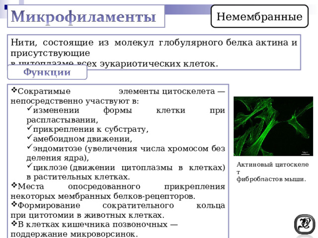 Немембранные Нити, состоящие из молекул глобулярного белка актина и присутствующие в цитоплазме всех эукариотических клеток.  Сократимые элементы цитоскелета — непосредственно участвуют в: изменении формы клетки при распластывании, прикреплении к субстрату, амебоидном движении, эндомитозе (увеличения числа хромосом без деления ядра), циклозе (движении цитоплазмы в клетках) в растительных клетках. изменении формы клетки при распластывании, прикреплении к субстрату, амебоидном движении, эндомитозе (увеличения числа хромосом без деления ядра), циклозе (движении цитоплазмы в клетках) в растительных клетках. Места опосредованного прикрепления некоторых мембранных белков-рецепторов. Формирование сократительного кольца при цитотомии в животных клетках. В клетках кишечника позвоночных — поддержание микроворсинок. Актиновый цитоскелет  фибробластов мыши. 