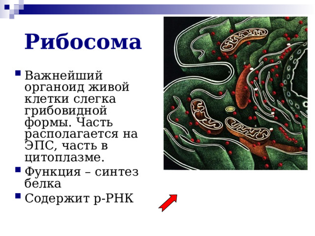 Рибосома Важнейший органоид живой клетки слегка грибовидной формы. Часть располагается на ЭПС, часть в цитоплазме. Функция – синтез белка Содержит р-РНК  