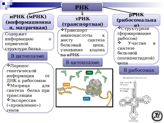 РНК иРНК (мРНК) (информационная, матричная) рРНК (рибосомальная) тРНК (транспортная) Структурная (формирование рибосом)  Участие в синтезе белковой (полипептидной) цепи Транспорт аминокислоты к месту синтеза белковый цепи, узнавание кодона на иРНК Содержит информацию о первичной структуре белка В цитоплазме В цитоплазме Перенос генетической информации от ДНК к рибосомам Матрица для синтеза белка при трансляции Экспрессия («проявление») генов В рибосомах 