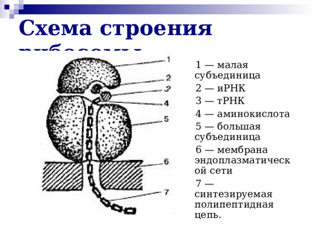 Схема строения рибосомы 1 — малая субъединица 2 — иРНК 3 — тРНК 4 — аминокислота 5 — большая субъединица 6 — мембрана эндоплазматической сети 7 — синтезируемая полипептидная цепь.  