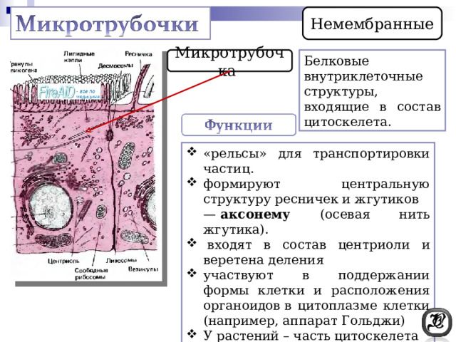 Немембранные Микротрубочка Белковые внутриклеточные структуры, входящие в состав цитоскелета. «рельсы» для транспортировки частиц. формируют центральную структуру ресничек и жгутиков —  аксонему (осевая нить жгутика).   входят в состав центриоли и веретена деления участвуют в поддержании формы клетки и расположения органоидов в цитоплазме клетки (например, аппарат Гольджи) У растений – часть цитоскелета 