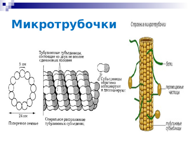 Микротрубочки 