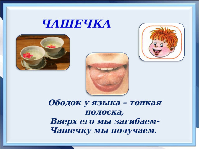 ЧАШЕЧКА  Ободок у языка – тонкая полоска, Вверх его мы загибаем- Чашечку мы получаем. 