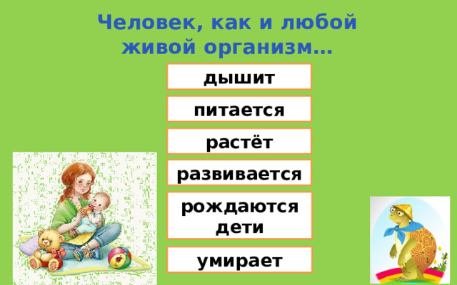 Человек, как и любой живой организм… дышит питается растёт развивается рождаются дети умирает 