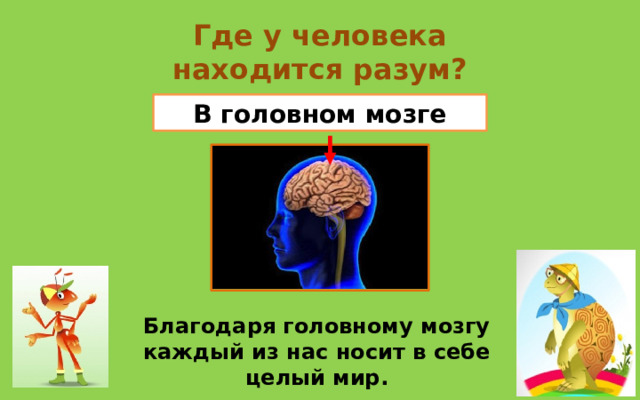 Где у человека находится разум? В головном мозге Благодаря головному мозгу каждый из нас носит в себе целый мир. 
