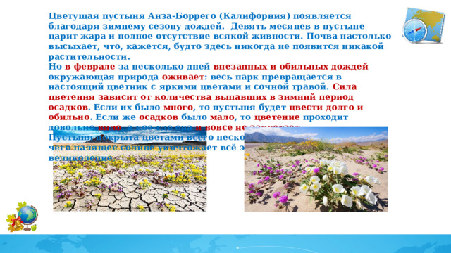 Цветущая пустыня Анза-Боррего (Калифорния) появляется благодаря зимнему сезону дождей.  Девять месяцев в пустыне царит жара и полное отсутствие всякой живности. Почва настолько высыхает, что, кажется, будто здесь никогда не появится никакой растительности.  Но в феврале за несколько дней внезапных и обильных дождей окружающая природа оживает : весь парк превращается в настоящий цветник с яркими цветами и сочной травой.  Сила цветения зависит от количества выпавших в зимний период осадков . Если их было много , то пустыня будет цвести долго и обильно . Если же осадков было мало , то цветение проходит довольно вяло , а кое-где она и вовсе не зацветает .  Пустыня покрыта цветами всего несколько весенних недель, после чего палящее солнце уничтожает всё это разноцветное великолепие. 