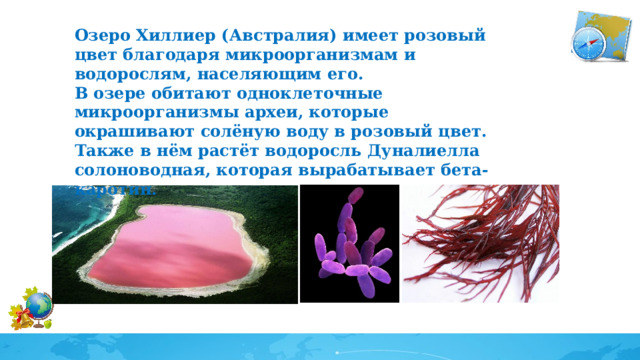 Озеро Хиллиер (Австралия) имеет розовый цвет благодаря микроорганизмам и водорослям, населяющим его. В озере обитают одноклеточные микроорганизмы археи, которые окрашивают солёную воду в розовый цвет. Также в нём растёт водоросль Дуналиелла солоноводная, которая вырабатывает бета-каротин. 