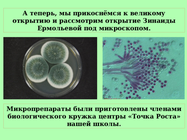А теперь, мы прикоснёмся к великому открытию и рассмотрим открытие Зинаиды Ермольевой под микроскопом. Микропрепараты были приготовлены членами биологического кружка центры «Точка Роста» нашей школы. 