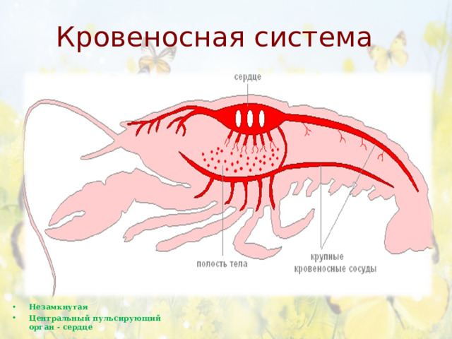 Кровеносная система Сердце имеет отверстия через которые гемолимфа из полости тела поступает в сердце     Незамкнутая Центральный пульсирующий орган - сердце  