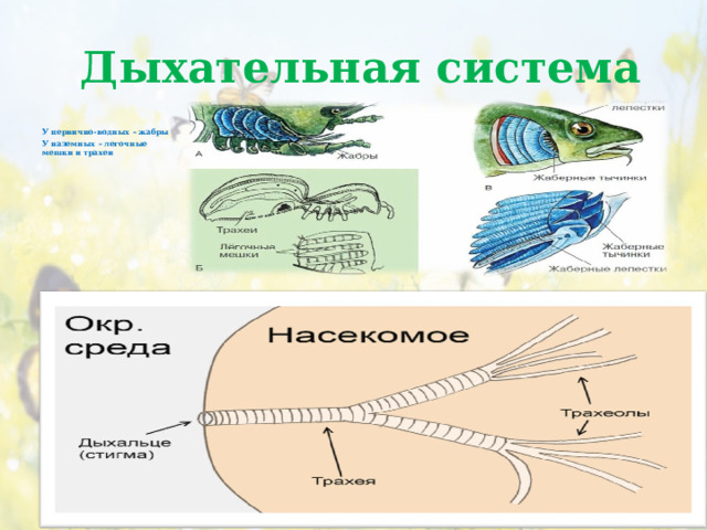  Дыхательная система У первично-водных – жабры У наземных – легочные мешки и трахеи 