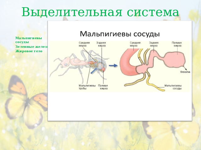 Выделительная система   Мальпигиевы сосуды Зеленные железы Жировое тело 