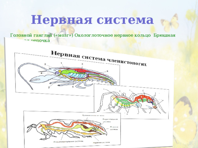 Нервная система Головной ганглий («мозг») Окологлоточное нервное кольцо Брюшная нервная цепочка 