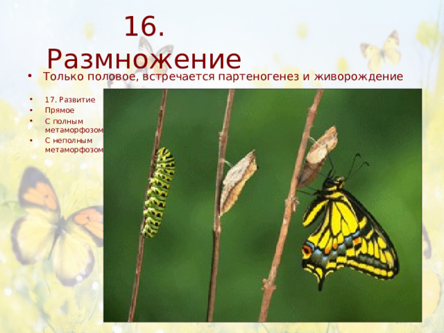 16. Размножение Только половое, встречается партеногенез и живорождение 17. Развитие Прямое С полным метаморфозом С неполным метаморфозом 