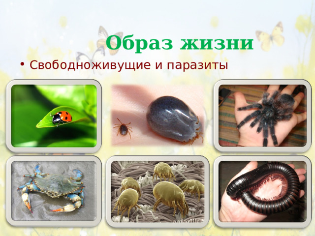 Образ жизни Свободноживущие и паразиты 