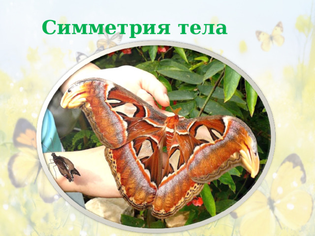 Симметрия тела Двусторонняя  