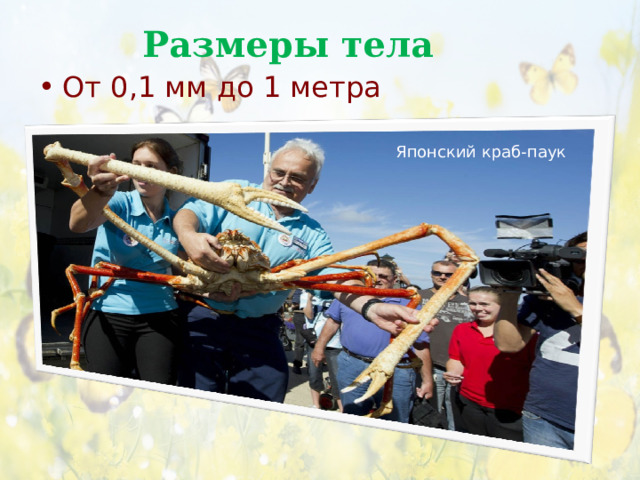 Размеры тела От 0,1 мм до 1 метра Японский краб-паук Японский краб-паук  