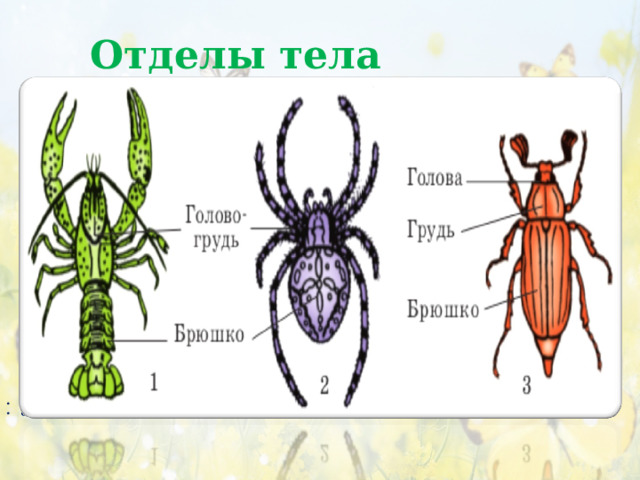  Отделы тела     Тело сегментировано Отделы тела - голова, грудь и брюшко . 