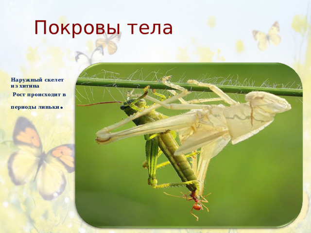 Покровы тела Наружный скелет из хитина  Рост происходит в периоды линьки . 