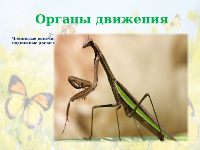  Органы движения Членистые конечности, подвижные рычаги 