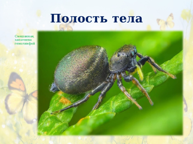 Полость тела Смешанная, заполнена гемолимфой 