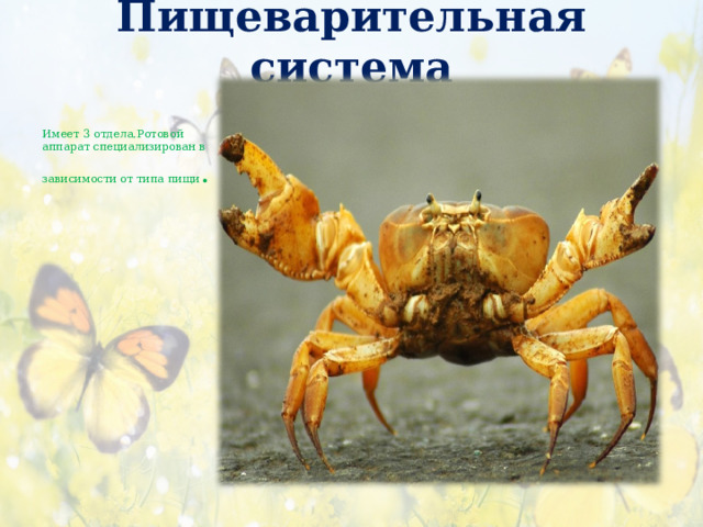 Пищеварительная система   Имеет 3 отдела.Ротовой аппарат специализирован в зависимости от типа пищи . 