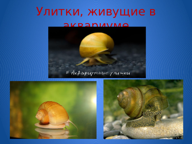 Улитки, живущие в аквариуме 