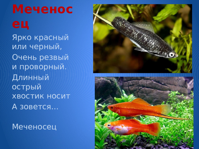 Меченосец Ярко красный или черный, Очень резвый и проворный. Длинный острый хвостик носит А зовется…  Меченосец 
