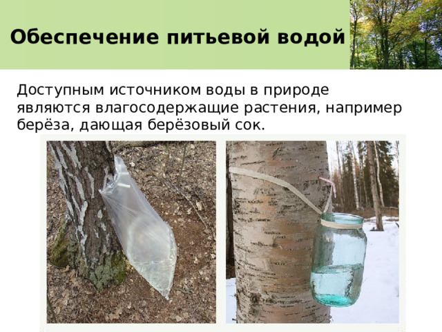 Обеспечение питьевой водой Доступным источником воды в природе являются влагосодержащие растения, например берёза, дающая берёзовый сок. 
