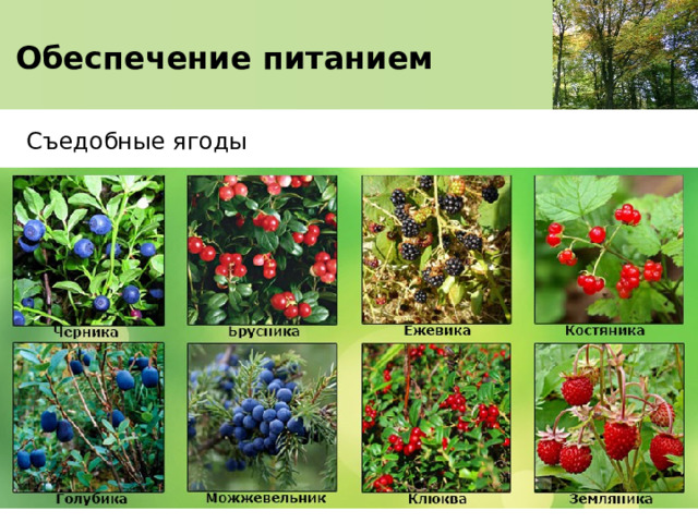   Обеспечение питанием    Съедобные ягоды 