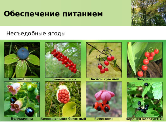   Обеспечение питанием    Несъедобные ягоды 