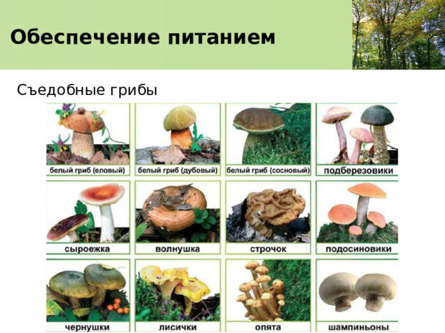   Обеспечение питанием    Съедобные грибы 