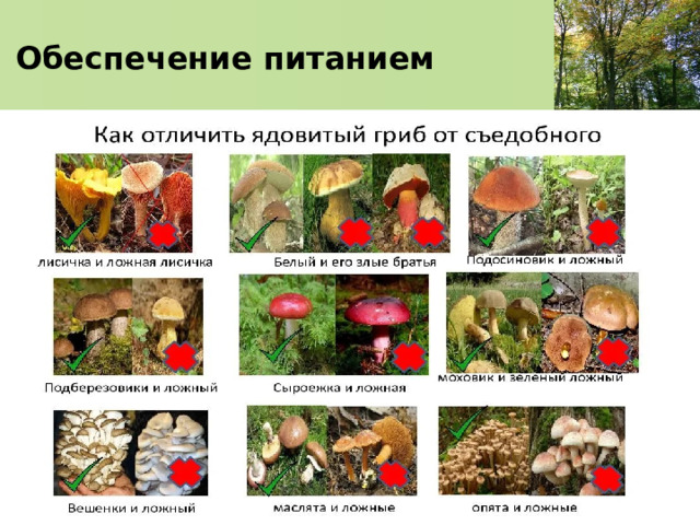   Обеспечение питанием    