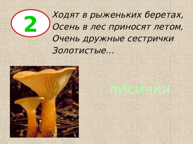 Ходят в рыженьких беретах, Осень в лес приносят летом, Очень дружные сестрички Золотистые… 2 лисички 