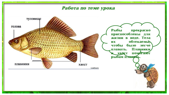 Работа по теме урока  Рыбы прекрасно приспособлены для жизни в воде. Тела их обтекаемы, чтобы было легче плавать. Плавники и хвост помогают рыбам плавать. 
