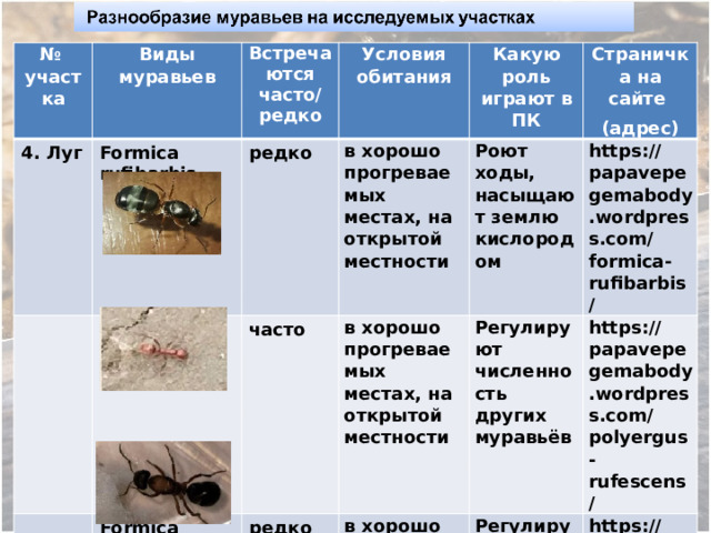 № участка 4. Луг Виды муравьев Встречаются Formica rufibarbis Polyergus rufescens  редко часто/ редко Условия обитания Какую роль играют в ПК  в хорошо прогреваемых местах, на открытой местности  часто Formica sanguinea  Роют ходы, насыщают землю кислородом в хорошо прогреваемых местах, на открытой местности редко Страничка на сайте в хорошо прогреваемых местах, на открытой местности Регулируют численность других муравьёв https://papavepegemabody.wordpress.com/formica-rufibarbis/ (адрес) Регулируют численность других муравьёв https://papavepegemabody.wordpress.com/polyergus-rufescens/ https://papavepegemabody.wordpress.com/formica-sanguinea/ 