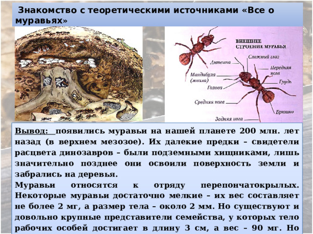  Знакомство с теоретическими источниками «Все о муравьях » Вывод: появились муравьи на нашей планете 200 млн. лет назад (в верхнем мезозое). Их далекие предки – свидетели расцвета динозавров – были подземными хищниками, лишь значительно позднее они освоили поверхность земли и забрались на деревья. Муравьи относятся к отряду перепончатокрылых. Некоторые муравьи достаточно мелкие – их вес составляет не более 2 мг, а размер тела – около 2 мм. Но существуют и довольно крупные представители семейства, у которых тело рабочих особей достигает в длину 3 см, а вес – 90 мг. Но несмотря на свои маленькие размеры, им свойственна очень сложная система организации жизнедеятельности и влияния на окружающую среду. 