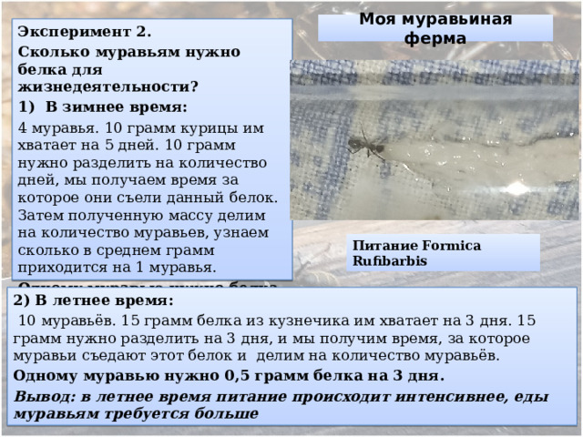 Моя муравьиная ферма Эксперимент 2. Сколько муравьям нужно белка для жизнедеятельности? 1) В зимнее время: ­­4 муравья. 10 грамм курицы им хватает на 5 дней. 10 грамм нужно разделить на количество дней, мы получаем время за которое они съели данный белок. Затем полученную массу делим на количество муравьев, узнаем сколько в среднем грамм приходится на 1 муравья. Одному муравью нужно белка- 0,5 грамм на 5 дней . Питание Formica Rufibarbis В летнее время:  10 муравьёв. 15 грамм белка из кузнечика им хватает на 3 дня. 15 грамм нужно разделить на 3 дня, и мы получим время, за которое муравьи съедают этот белок и делим на количество муравьёв. Одному муравью нужно 0,5 грамм белка на 3 дня. Вывод: в летнее время питание происходит интенсивнее, еды муравьям требуется больше 
