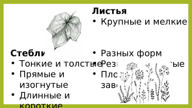 Листья Крупные и мелкие Разных форм Резные и простые Плоские и завернутые Стебли Тонкие и толстые Прямые и изогнутые Длинные и короткие Гладкие и колючие 