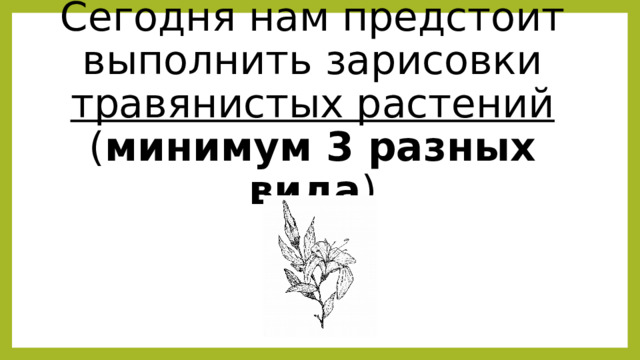 Сегодня нам предстоит выполнить зарисовки травянистых растений  ( минимум 3 разных вида ) 