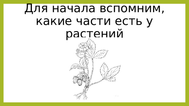 Для начала вспомним, какие части есть у растений 