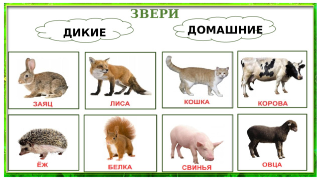 ЗВЕРИ ДОМАШНИЕ ДИКИЕ 