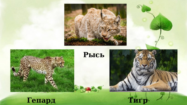 Рысь Гепард Тигр 