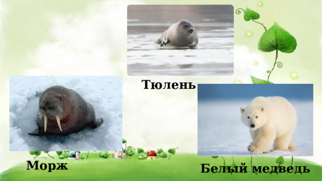 Тюлень Морж Белый медведь 